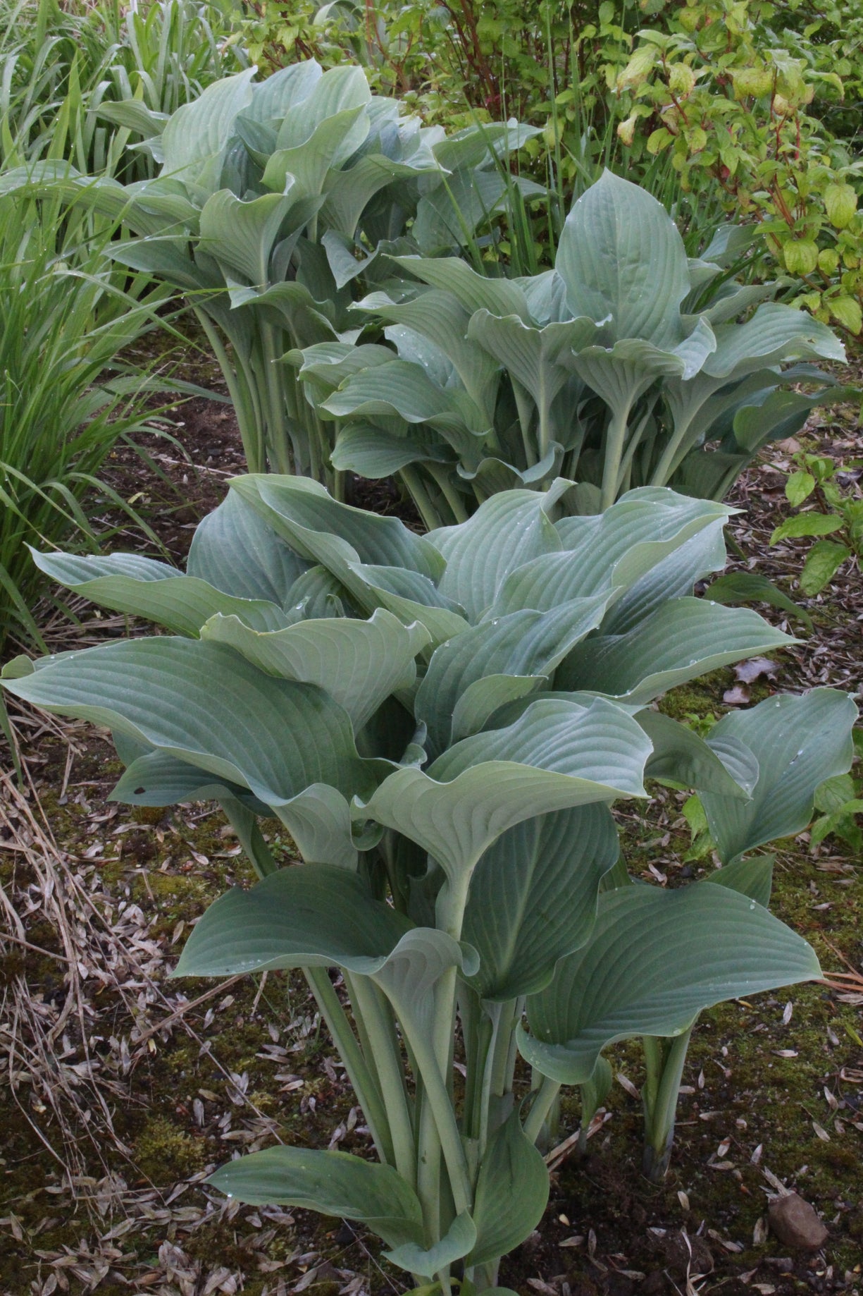 Hosta 'Krossa Regal' - Ballyrobert Gardens
