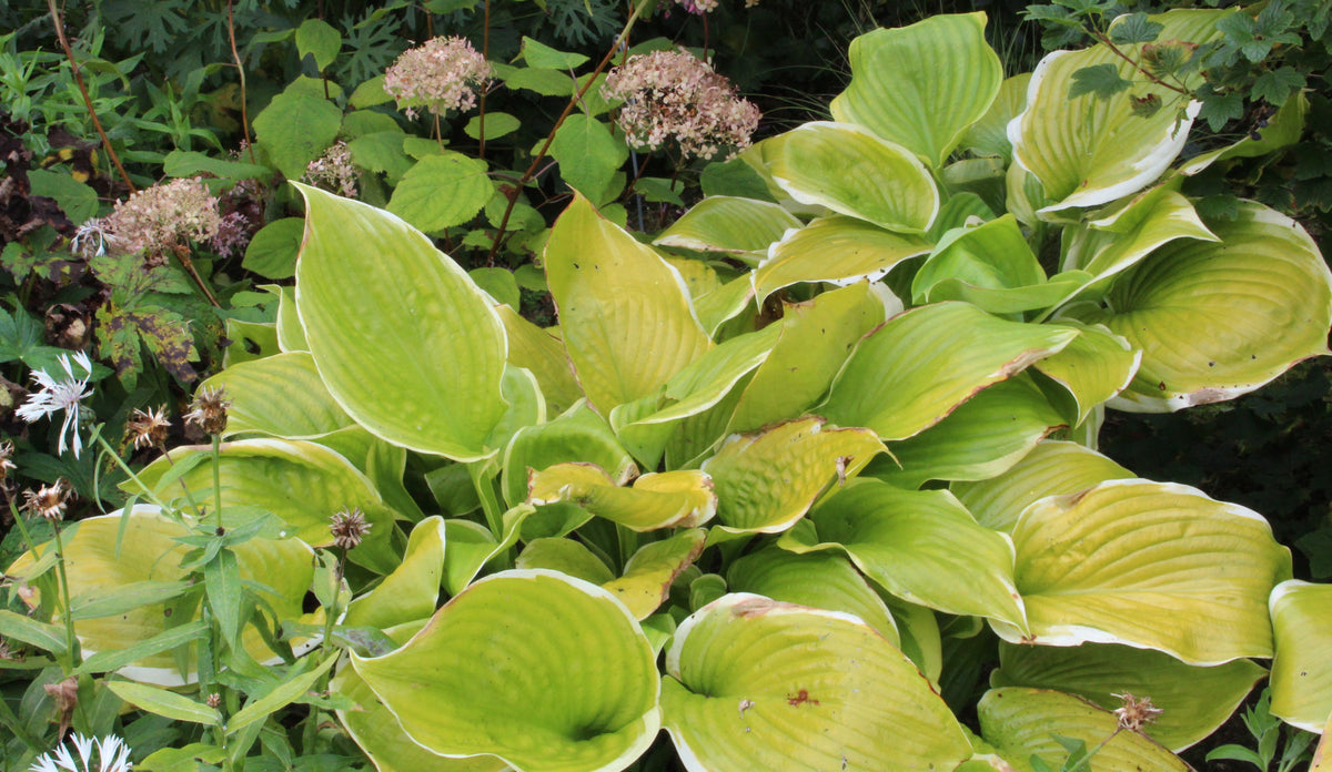 Hosta 'Winter Snow' – Ballyrobert Gardens