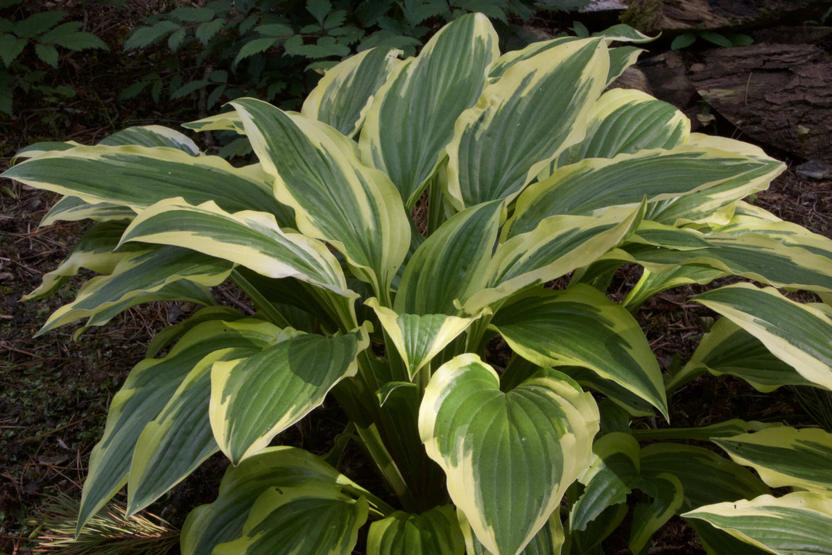 Hosta Yellow Splash Rim Hosta 'Yellow Splash Rim' (v) – Ballyrobert Gardens