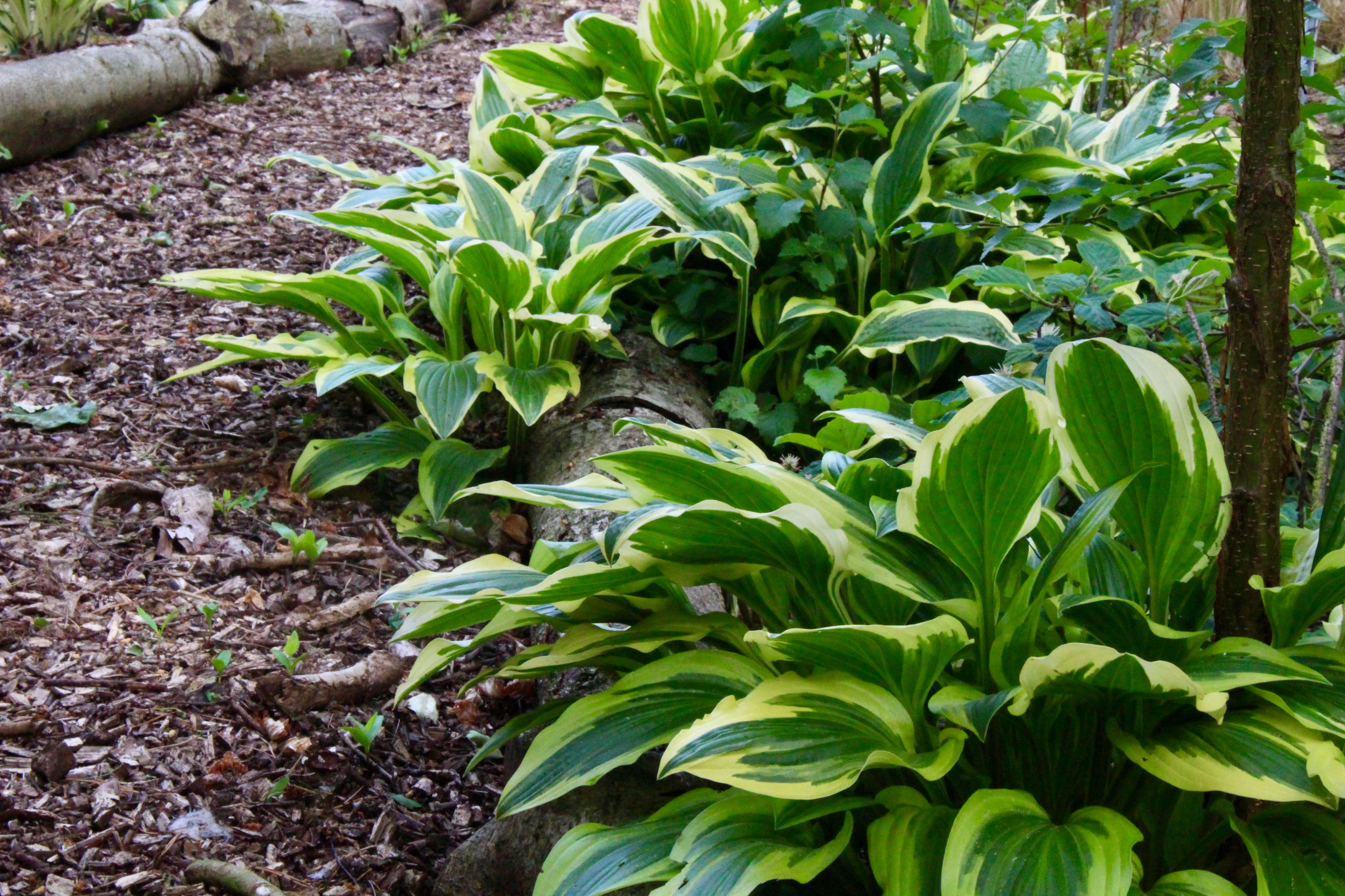 Hosta 'Yellow Splash Rim' (v) Ballyrobert Gardens