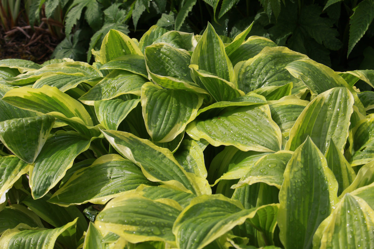 Hosta Yellow Splash Rim Hosta 'Yellow Splash Rim' (v) – Ballyrobert Gardens