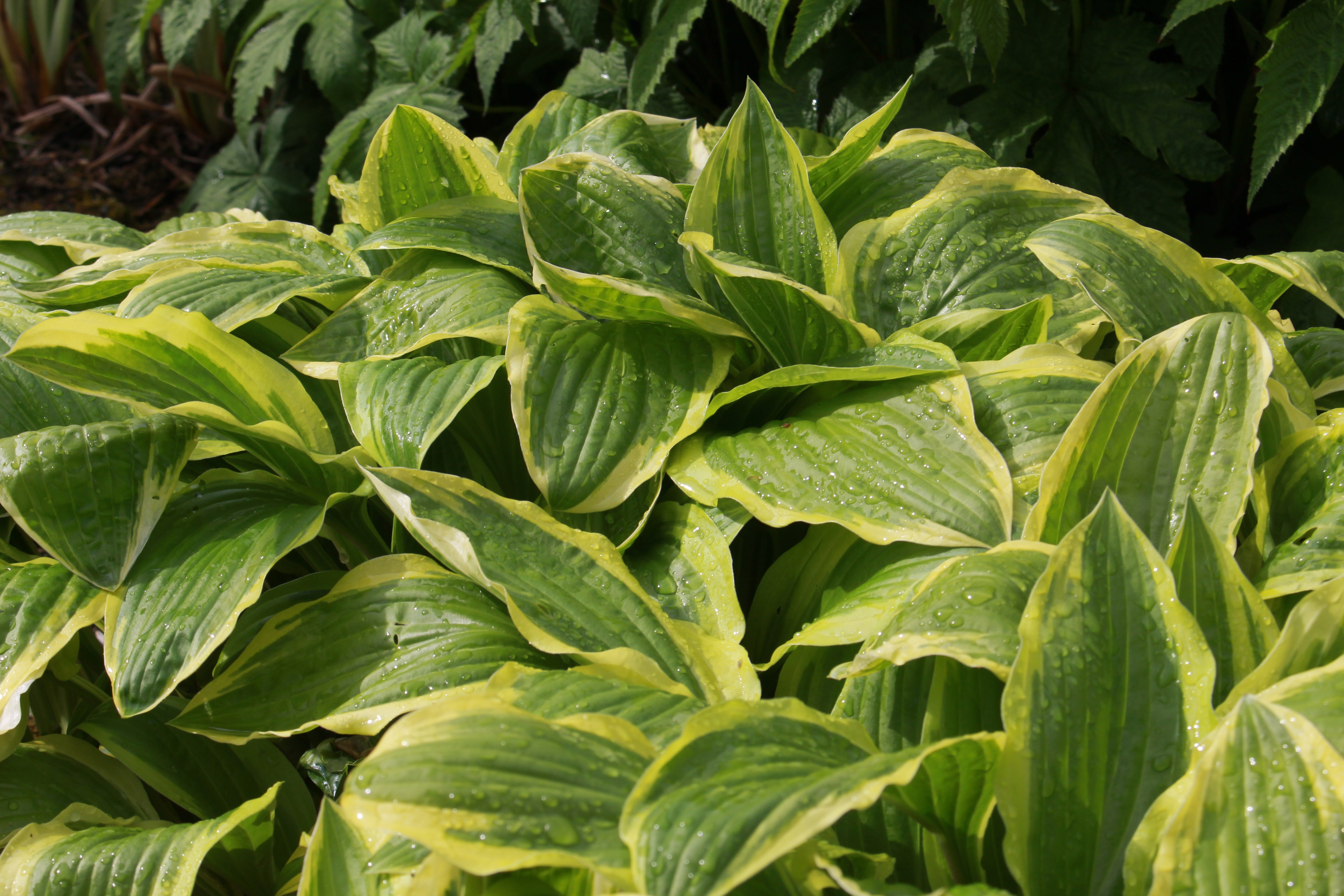Hosta 'Yellow Splash Rim' (v) Ballyrobert Gardens