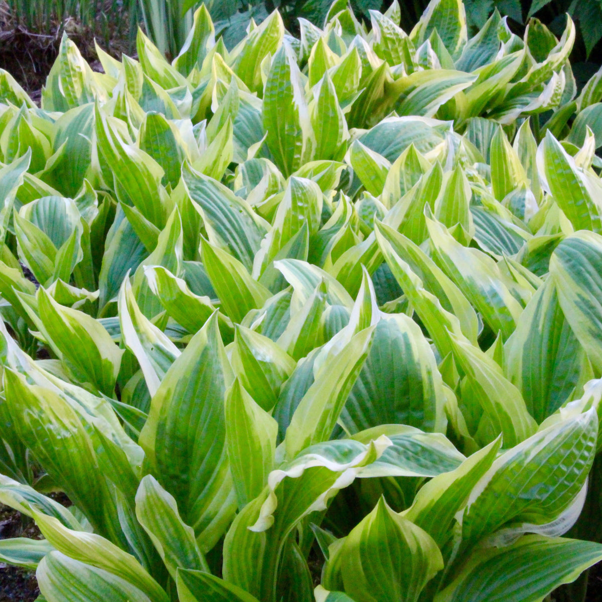 Hosta Yellow Splash Rim Hosta 'Yellow Splash Rim' (v) – Ballyrobert Gardens