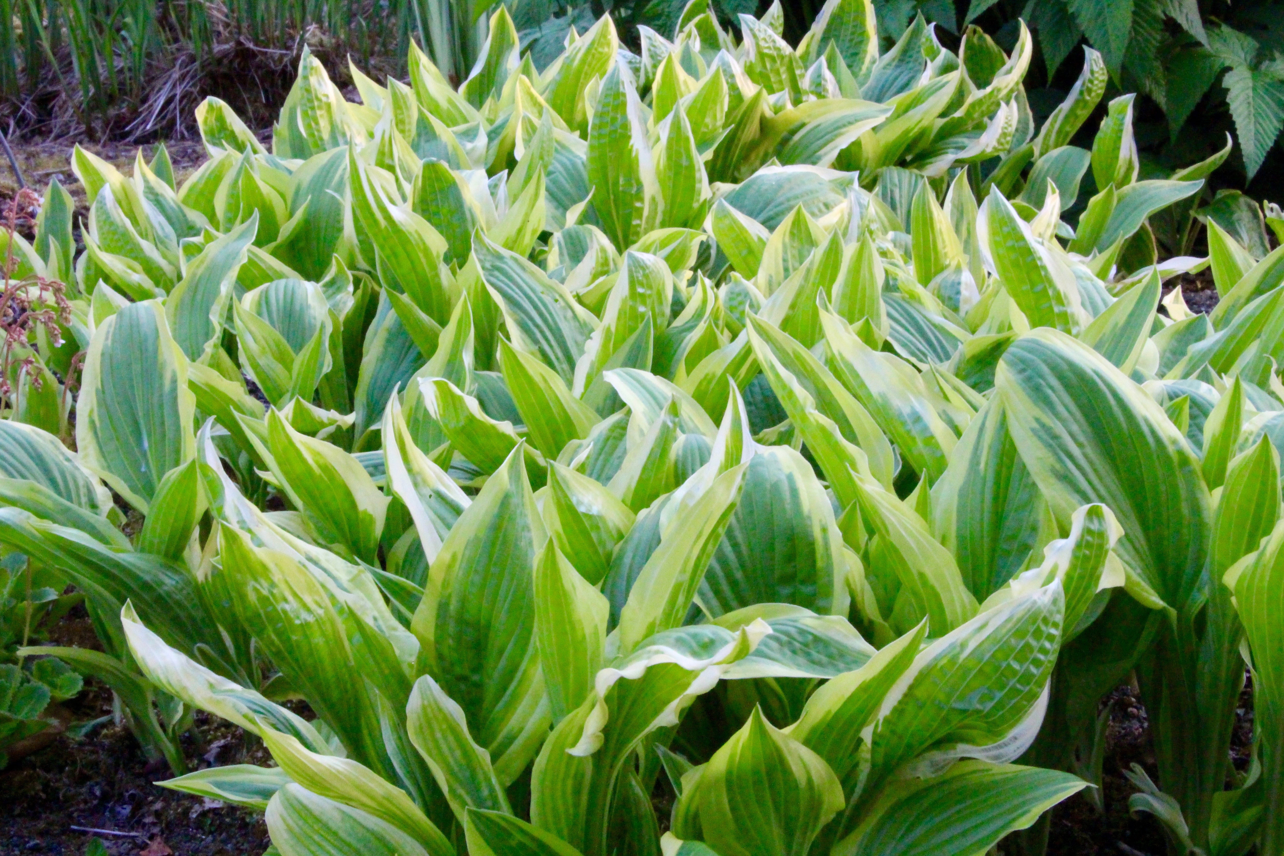Hosta 'Yellow Splash Rim' (v) Ballyrobert Gardens