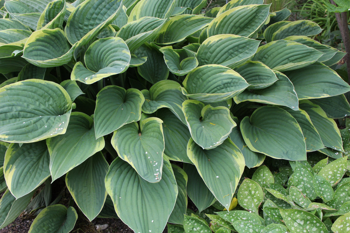 Hosta fortunei var. aureomarginata (v) – Ballyrobert Gardens