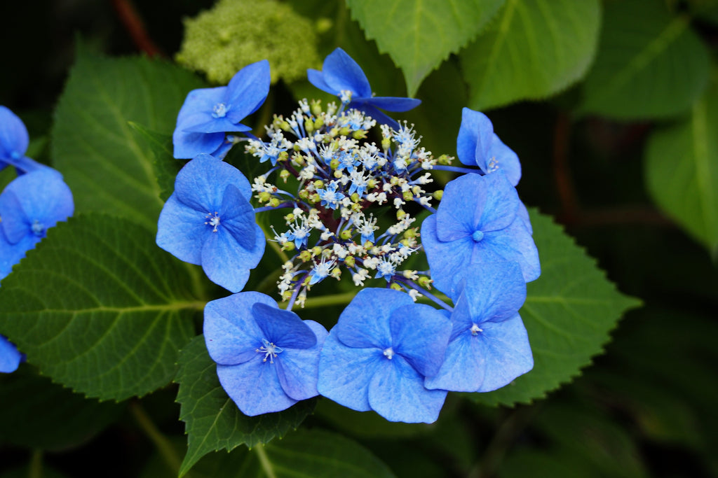 Image of Hydrangea macrophylla teller blue in a vase
