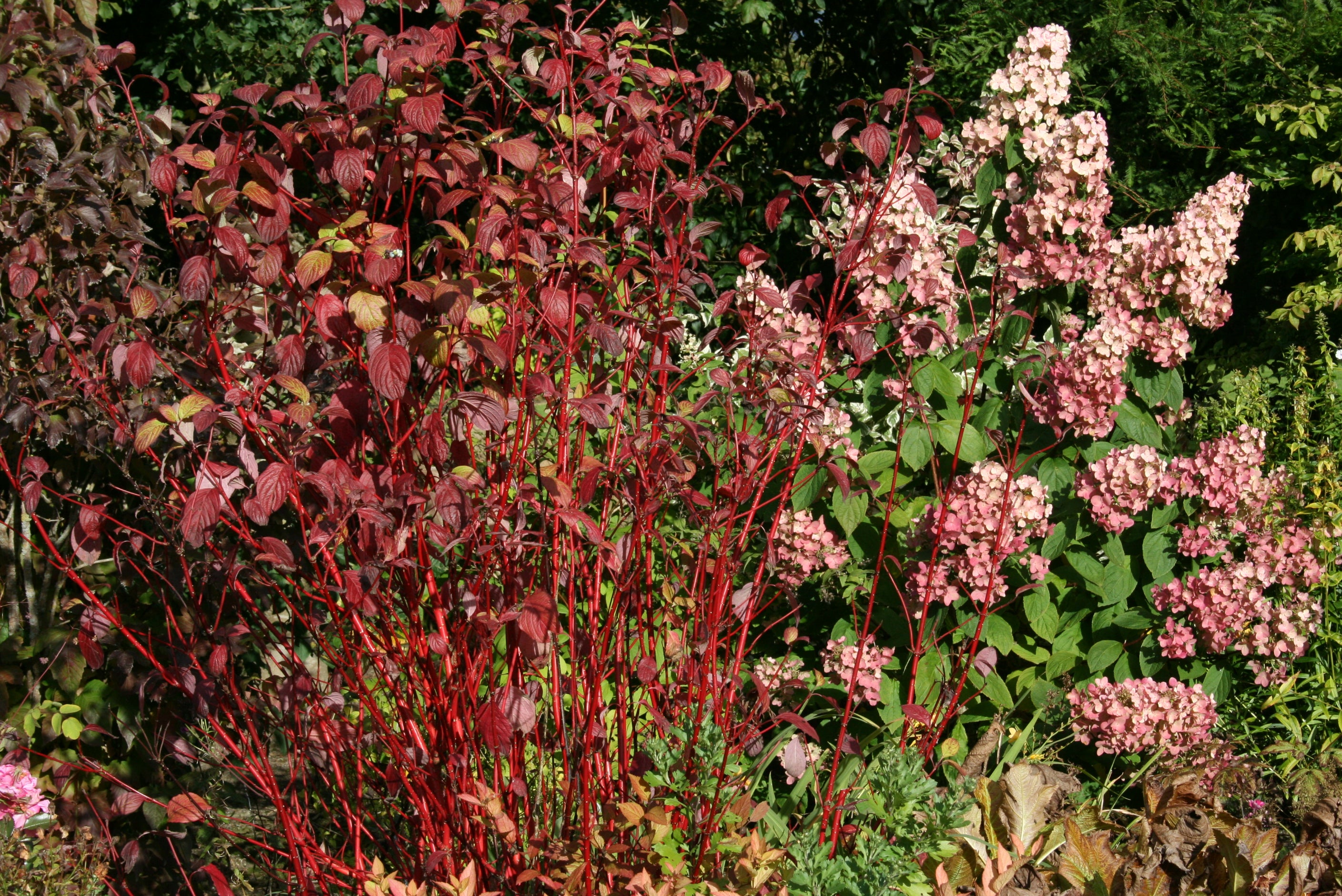 Hydrangea paniculata Pink Diamond = 'Interhydia' Ballyrobert Gardens