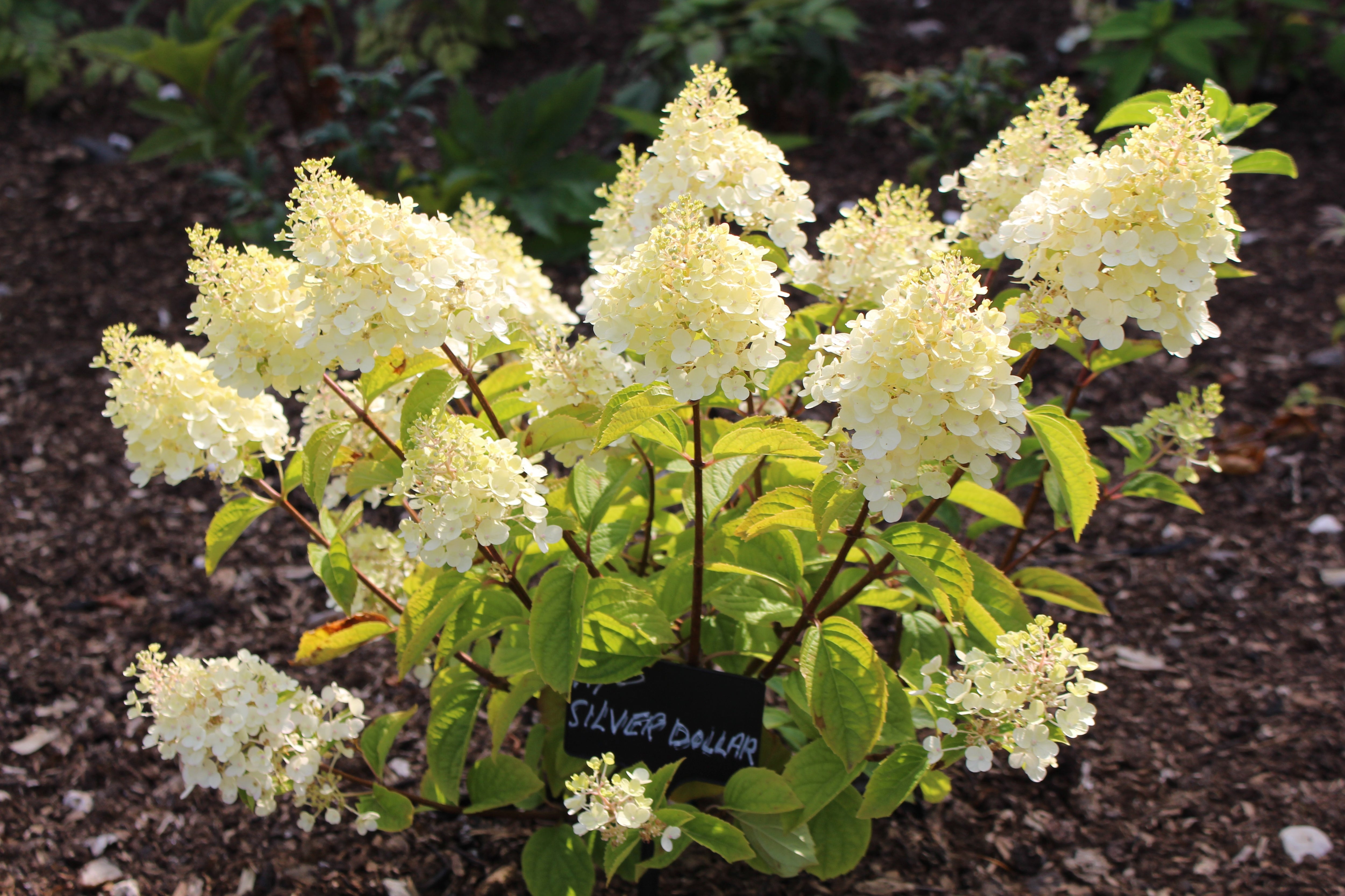 hydrangea-paniculata-silver-dollar-ballyrobert-gardens