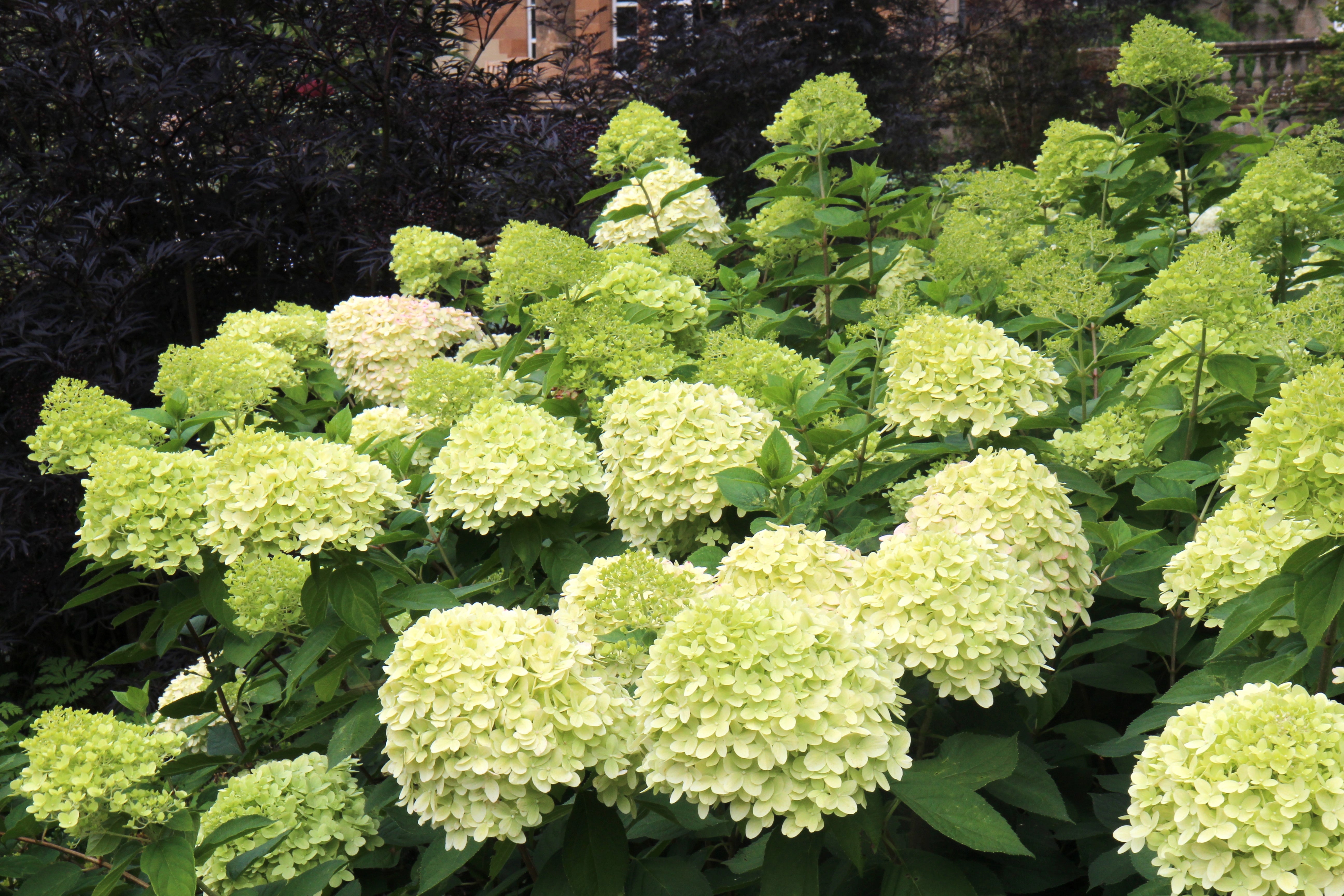 Hydrangea Paniculata Limelight Agm