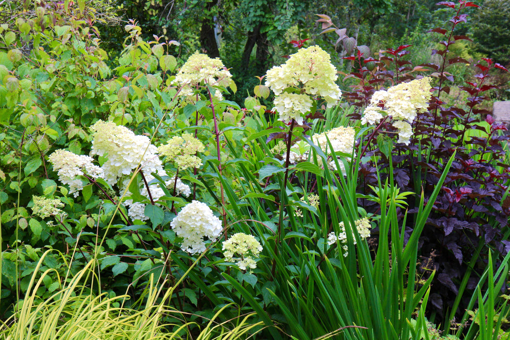Hydrangea paniculata 'Wim's Red' – Gardens
