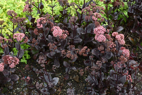 Hylotelephium 'Chocolate Drop'