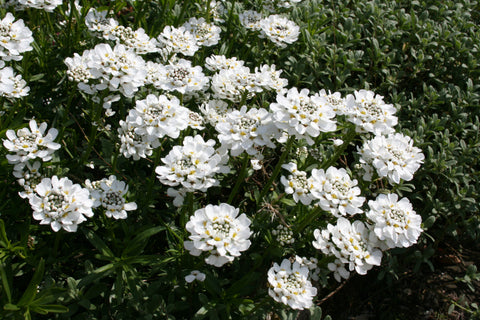 Iberis sempervirens