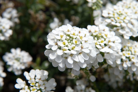 Iberis sempervirens 'Snowflake'