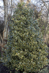 Ilex aquifolium 'Golden Queen' (m/v)