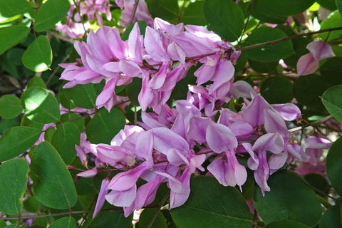 Indigofera kirilowii