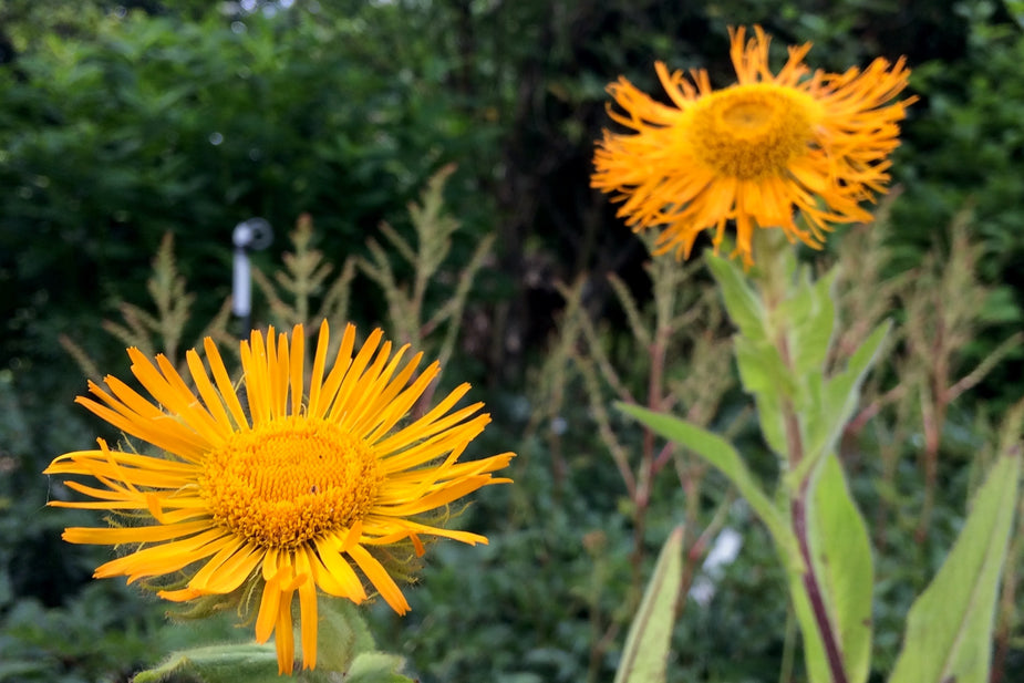 Inula orientalis – Ballyrobert Gardens