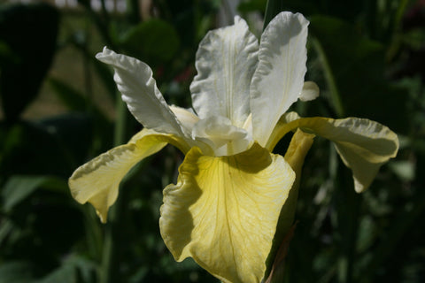 Iris 'Butter and Sugar' (Sib)