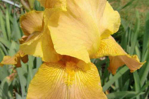 Iris 'Butterscotch Kiss' (TB)