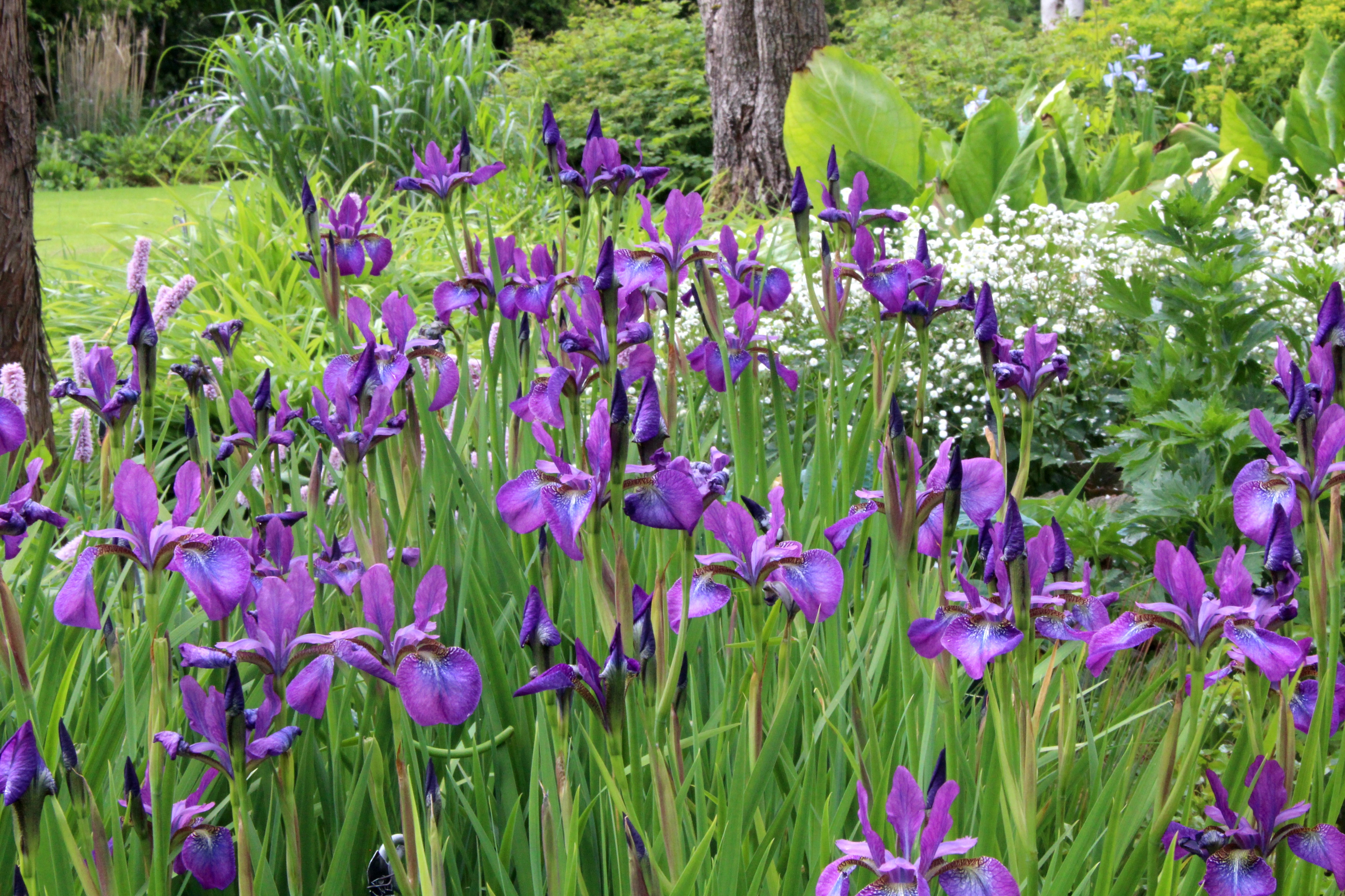 Iris 'Chilled Wine' (Sib) Ballyrobert Gardens