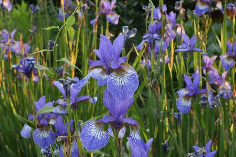 Iris 'Flight of Butterflies' (Sib)