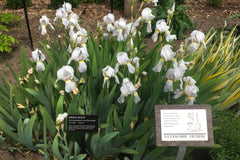 Iris 'Florentina' (Ib/tb)
