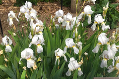 Iris 'Florentina' (Ib/tb)