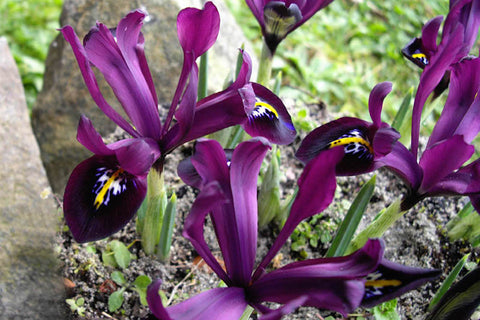 Iris 'George' (Reticulata)