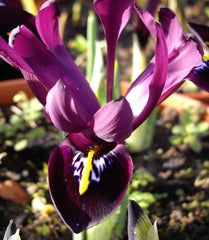Iris 'George' (Reticulata)