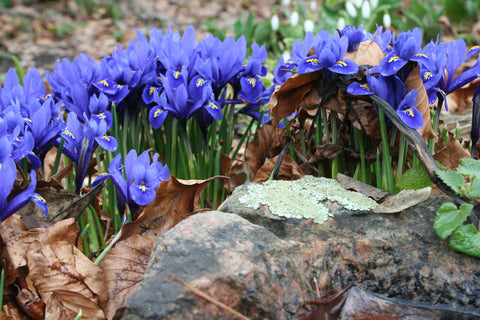 Iris 'Harmony' (Reticulata)