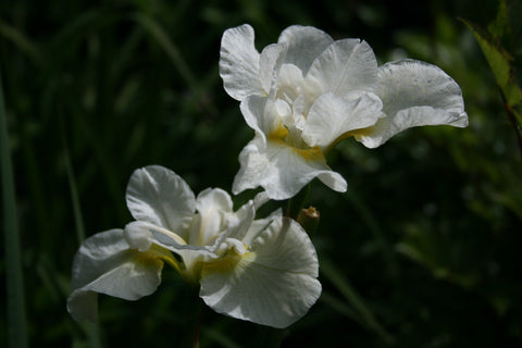 Iris 'Harpswell Happiness' (Sib)