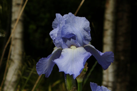 Iris 'Jane Phillips' (TB)