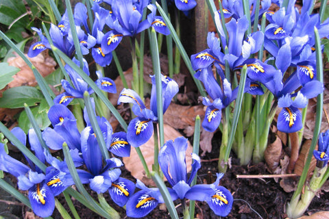 Iris 'Joyce' (Reticulata)