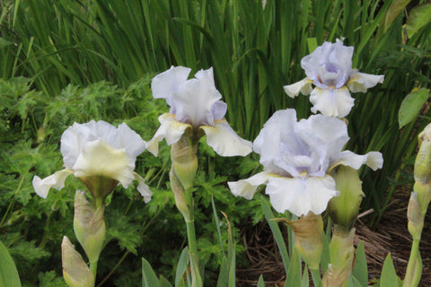 Iris 'June Prom' (IB)