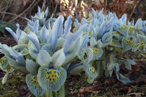 Iris 'Katharine Hodgkin' (Reticulata)