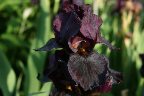 Iris 'Langport Wren' (IB)