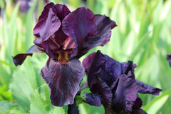 Iris 'Langport Wren' (IB)