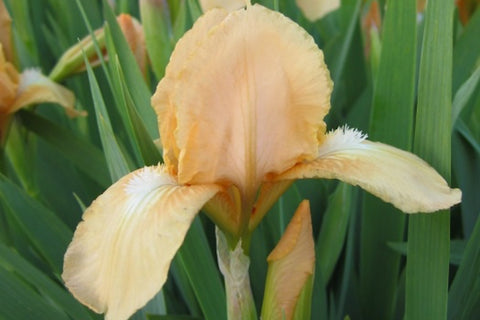 Iris 'Melon Honey' (SDB)