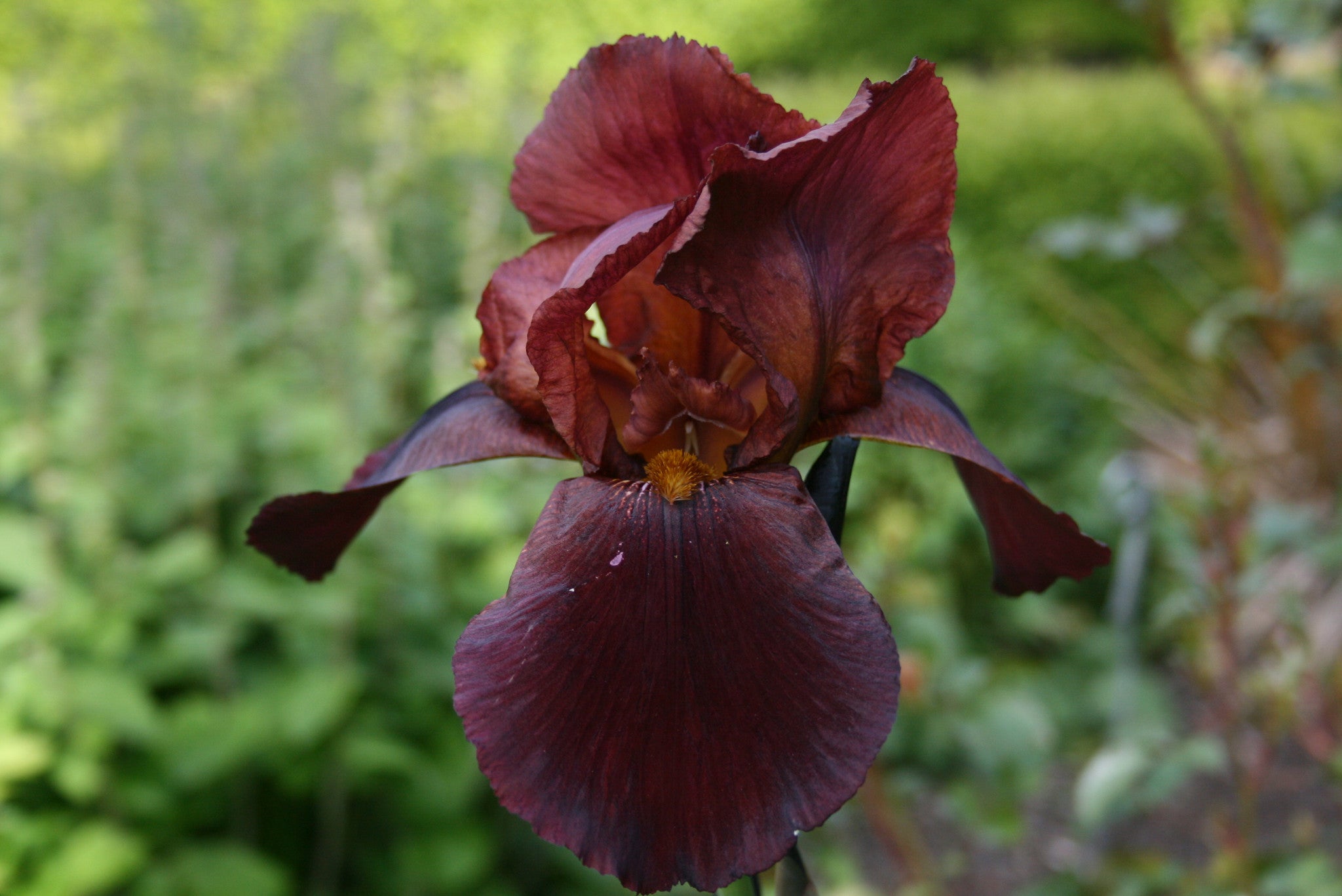 Iris 'Natchez Trace' (TB) Ballyrobert Gardens