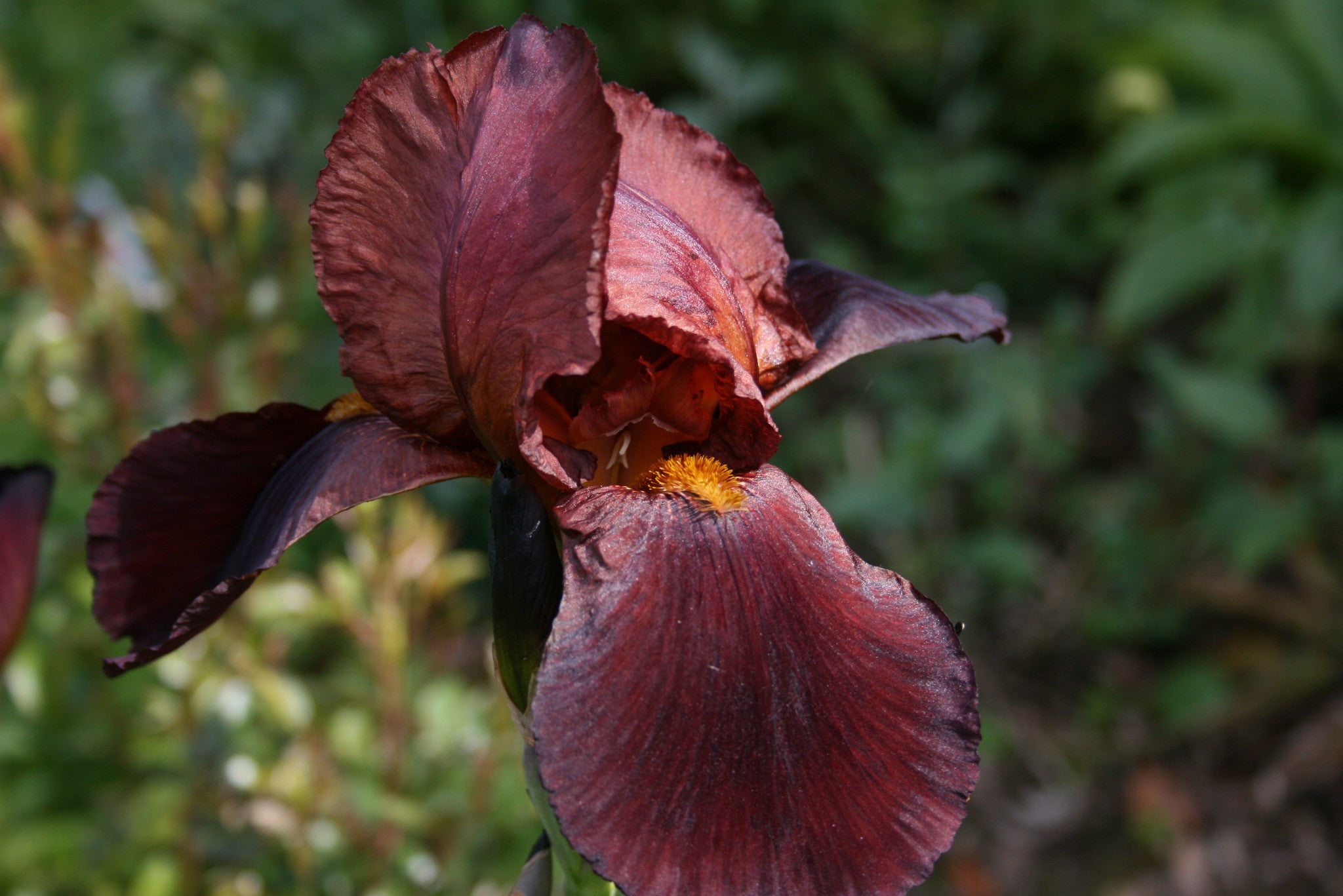 Iris 'Natchez Trace' (TB) Ballyrobert Gardens