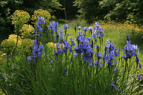 Iris 'Ottawa' (Sib)