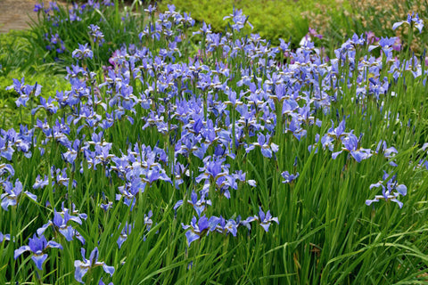 Iris 'Perry’s Blue' (Sib)