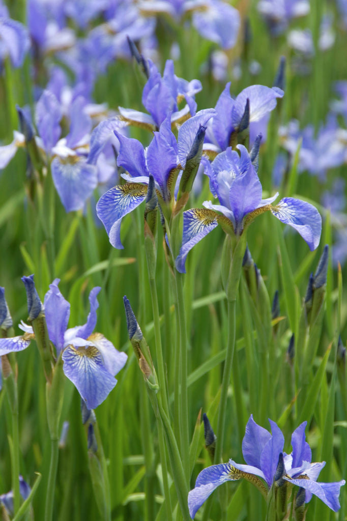 Iris 'Perry's Blue' (Sib) – Ballyrobert Gardens