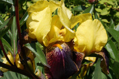 Iris 'Rajah' (TB)