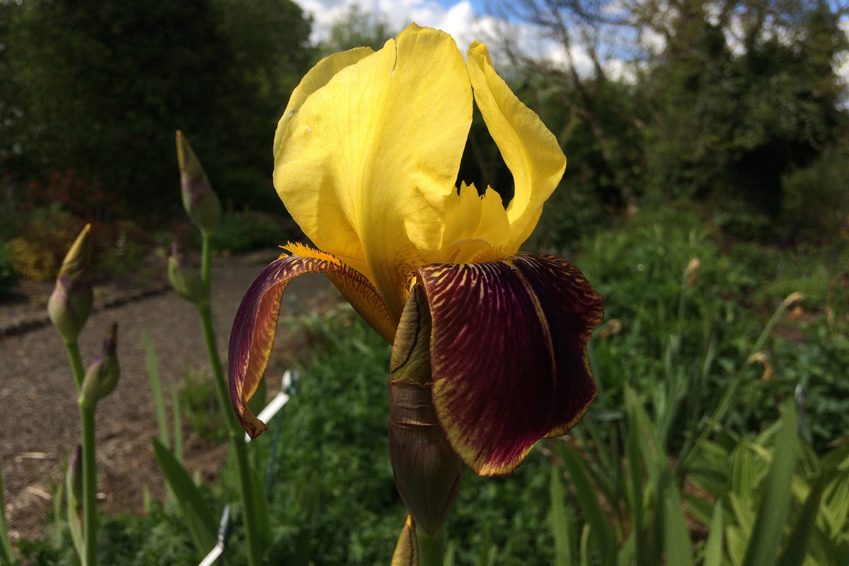 Iris 'Rajah' (TB) – Ballyrobert Gardens