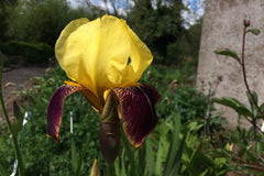 Iris 'Rajah' (TB)