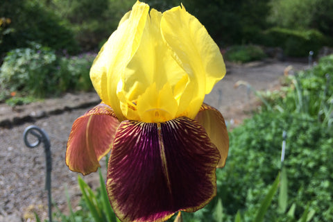 Iris 'Rajah' (TB)