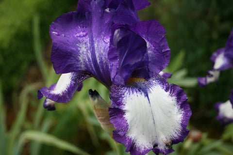 Iris 'Stepping Out' (TB)