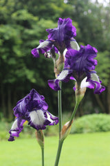 Iris 'Stepping Out' (TB)