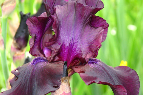 Iris 'Superstition' (TB)