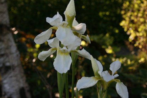 Iris 'White Swirl' (Sib)